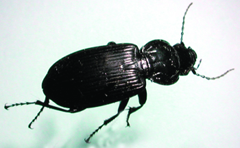 ground beetle