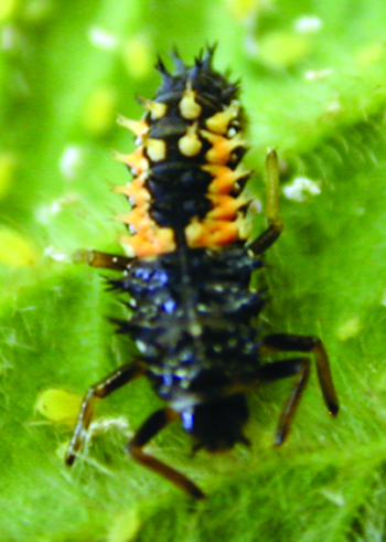 harmonia larva