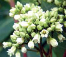 hemp dogbane flower clusters