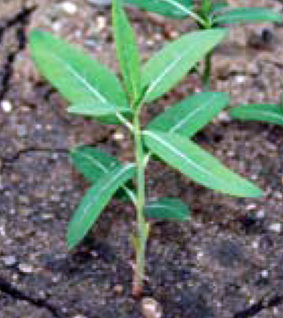 young hemp dogbane plant