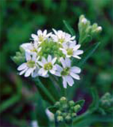 hoary alyssum flowers