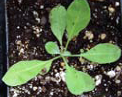 hoary alyssum seedling