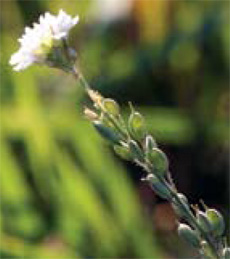 hoary alyssum seed pods