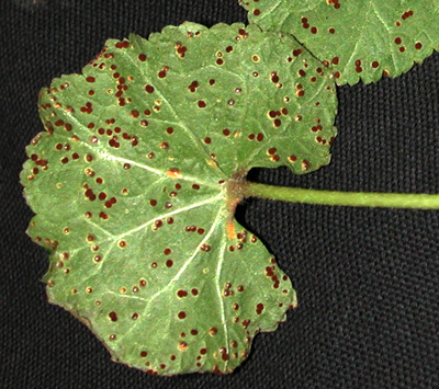 hollyhock rust lower leaf surface