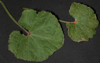 hollyhock rust upper leaf surface