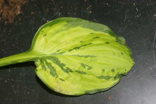 hosta virus x