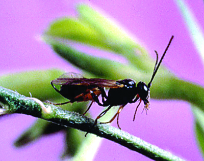 ichneumon