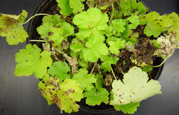 Infected Heuchera