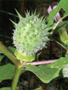 jimsonweed immature fruit