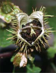 jimsonweed mature fruit