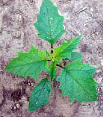 jimsonweed plant