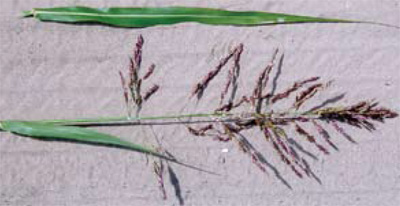 Johnsongrass seedhead