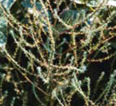 kochia flowers and fruit