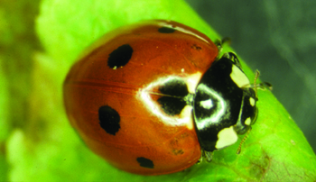 lady beetle