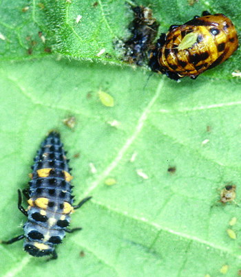 larva pupa