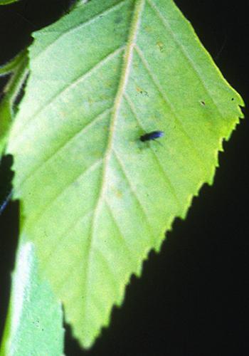 leaf mining sawfly adult