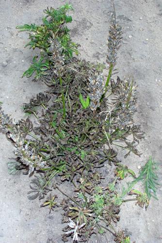 Lupine anthracnose