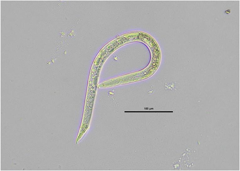 A male-eating nematode.