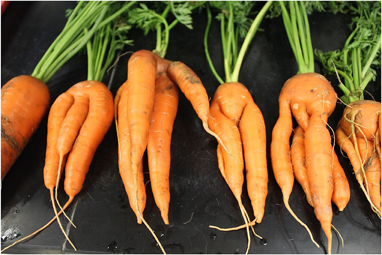 Carrots damaged by nematodes.