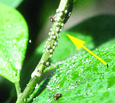 parasitized aphids