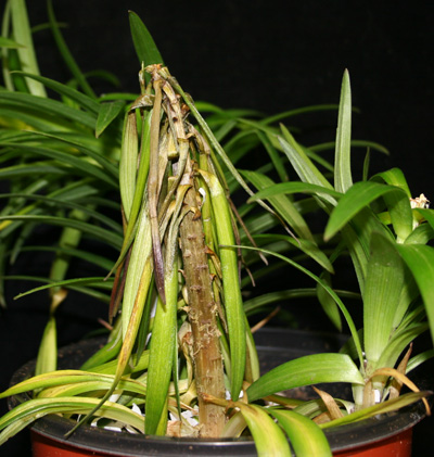 Phytophthora stem rot lily