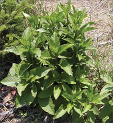 pokeweed plant