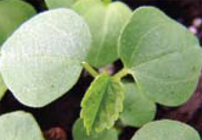 prickly sida seedling and leaf