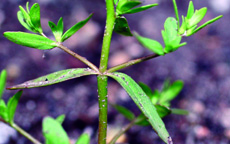 purslane speedwell stem