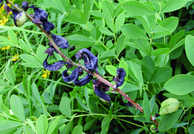 Sclerotinia stalk