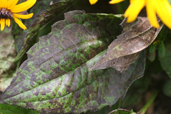 leaf septoria spot rudbeckia infected close plant pest lesions foliage integrated management hosts ratibida particular caused species purple only