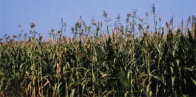 shattercane in corn