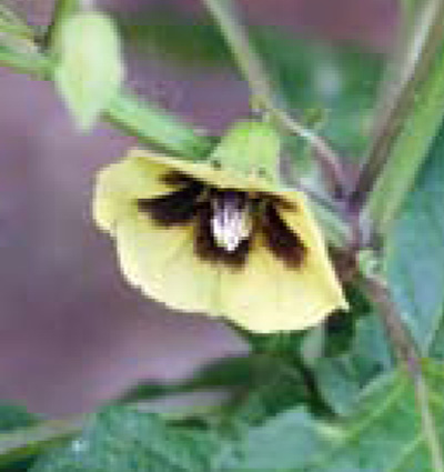 smooth groundcherry flower