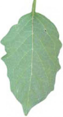 smooth groundcherry leaf