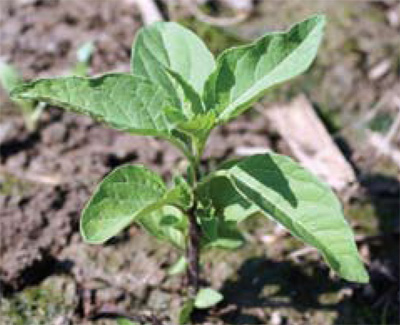 smooth groundcherry plant