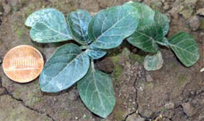 young smooth groundcherry plant