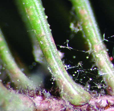 spruce spider mite