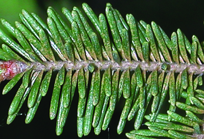 spruce spidermite damage