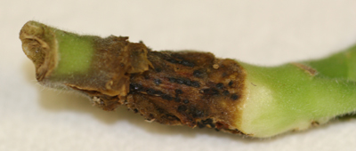 Stem with sclerotia