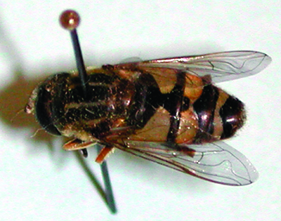 syrphid fly