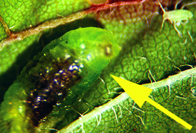 syrphid larva