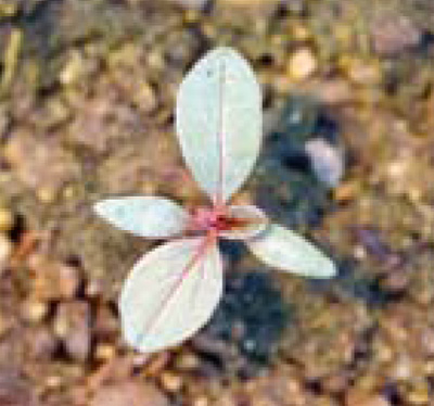 tumble pigweed seedling