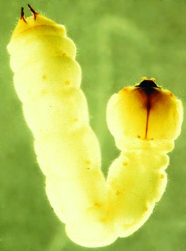 twolined chestnut larvae