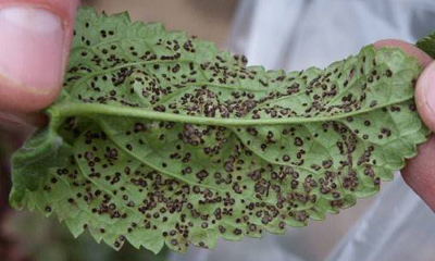 Veronica rust leaf underside