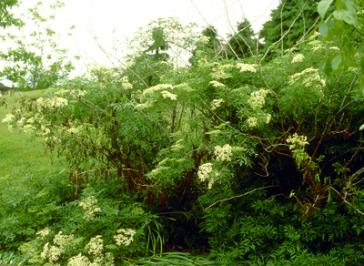 Verticillium wilt on elderberry