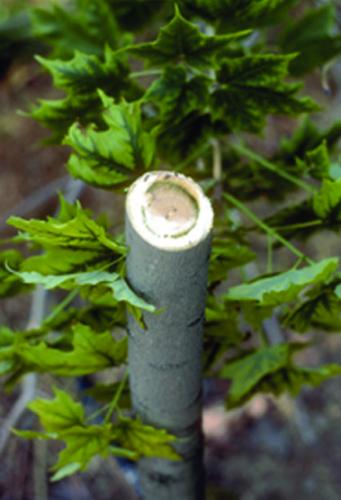 Verticillium wilt on maple