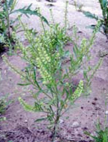 Virginia pepperweed mature plant