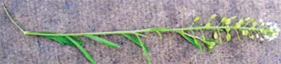 Virginia pepperweed flowers and fruit