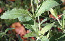 white campion opposite leaves