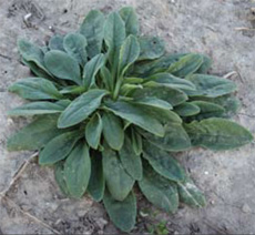 White campion rosette