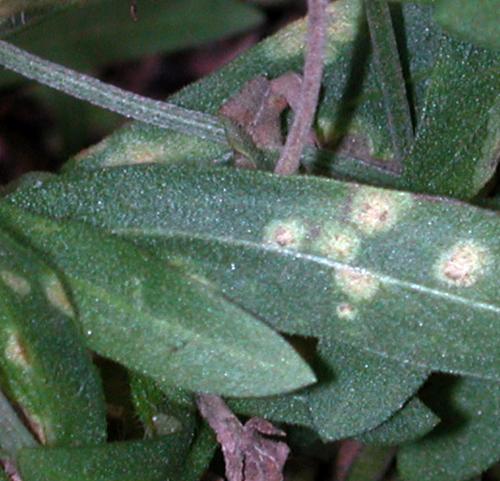 White smut gaillardia foliage